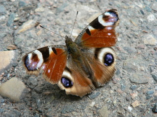 butterfly on the ground