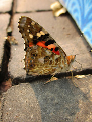 butterfly on the ground