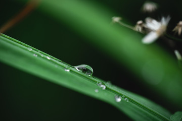 Natural water droplets on green leaves