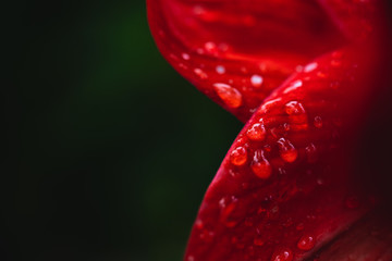Water droplets on red flowers Water droplets on red flowers