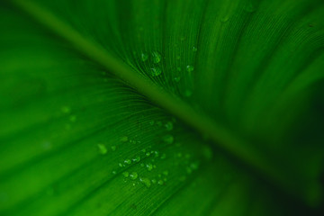 Natural water droplets on green leaves