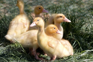 young ducks on the grass