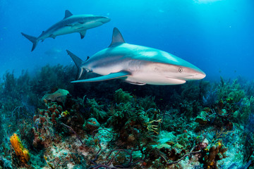 Fototapeta na wymiar Reef Sharks swimming