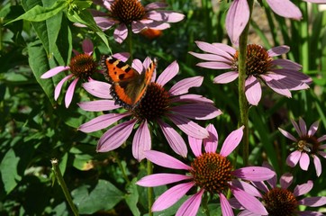 butterfly on a flower