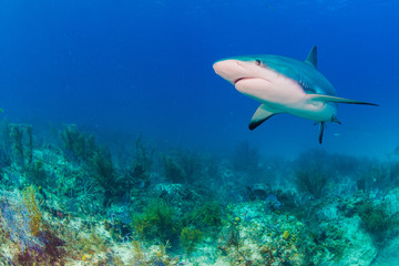 Fototapeta na wymiar Reef Sharks swimming