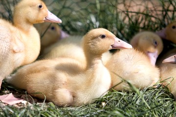 young ducks on the grass
