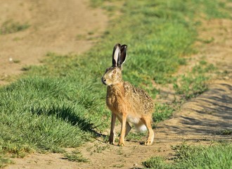 Feldhase (Lepus europaeus)