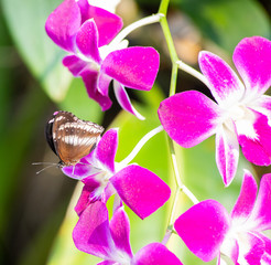 Tropical orchid and butterfly, Thailand