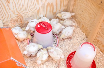 young chicken in box with food and water