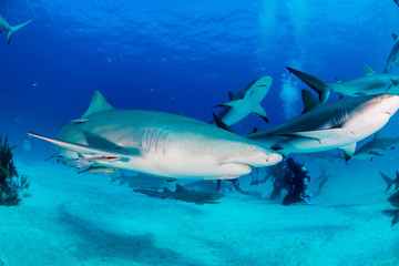 Sharks swimming arround
