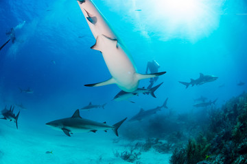 Reef Sharks swimming
