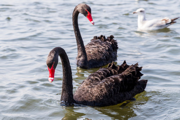Black Swan pair in the wild