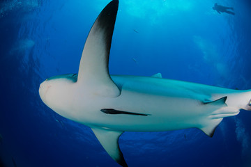 Reef Sharks swimming