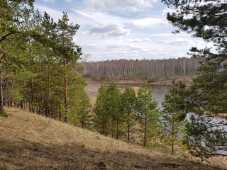 Trees on the river bank