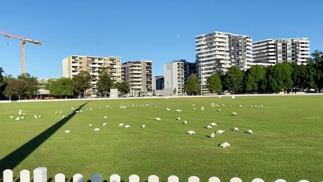 Australia wild white Sulphur-crested cockatoos sunbathing in a wide green sports field on a sunny day.