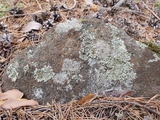 Moss on a gray stone