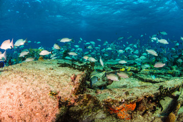 Naklejka na ściany i meble Coral Reefs