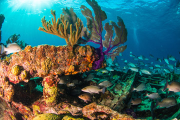 Fototapeta na wymiar Coral Reefs