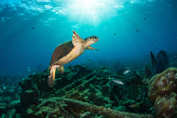 Obraz na płótnie Canvas Green Turtle swimming