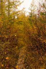Obraz premium autumn forest path between trees