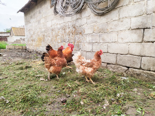 free range chicken