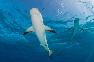 Reef Sharks swimming