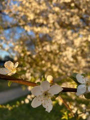 cherry blossom in spring
