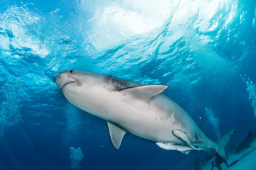 Obraz na płótnie Canvas Tiger Sharks