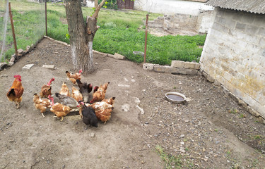 chicken on the ground