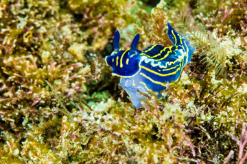 Nudibranquinos