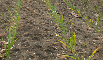 Onion and garlic grow in the garden, care tips