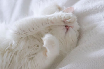 Cute domestic cat with golden eyes lies on its back. Close-up on a white bedspread