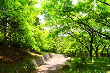 Fototapeta na wymiar 皇子山公園