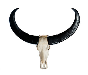 Naklejka premium The buffalo skull Taxidermy