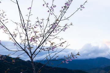 The Blue Sky Scenery in The winter