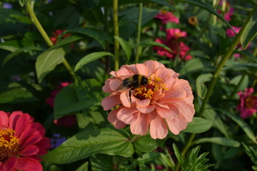 bee on a flower