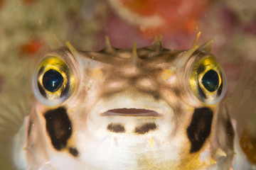 Spinny puffer fish