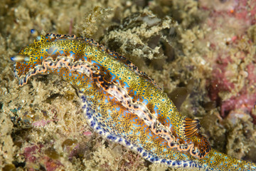Nudibranquinos
