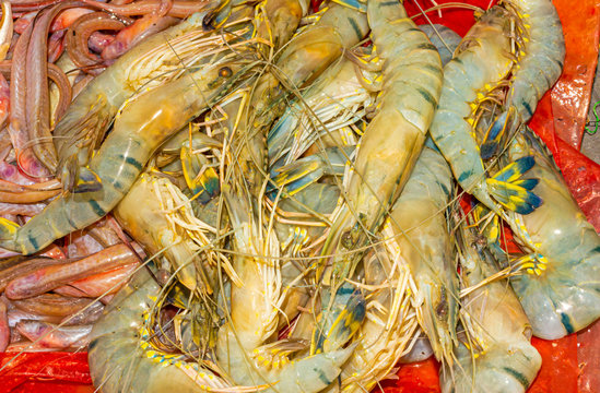 Fresh, colorful tiger prawns in a bucket.