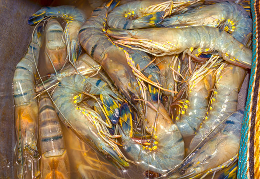 Fresh, colorful tiger prawns in a bucket.