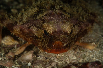 Bat fish