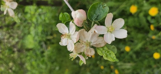 white flowers in spring
