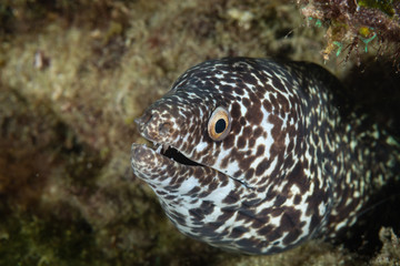 Morays