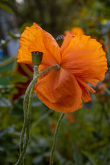 orange poppy flower in the garden. Bright orange color poppy flower petals and green seed box