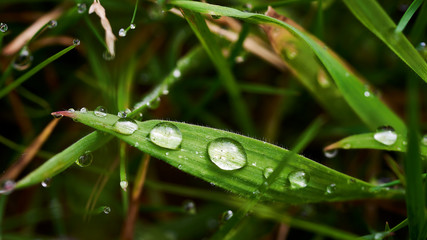 Gotas de agua después de la lluvia sobre el césped