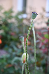close up of a plant. Closeup of green seed boxes of poppies with bokeh background