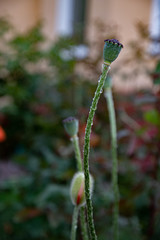 poppy seed pod. Wet green seed boxes of poppies with bokeh background