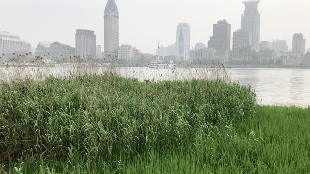 The bulrush near the Hunagpu River Shanghai China. Nature and urban view. The skyscraper and the famous Bund in the background. Landmarks of Shanghai. Reed at the riverside of the city.