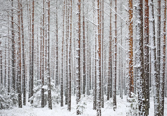 Fototapeta premium Unusual late spring snow covered forest trees