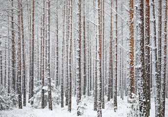 Unusual late spring snow covered forest trees